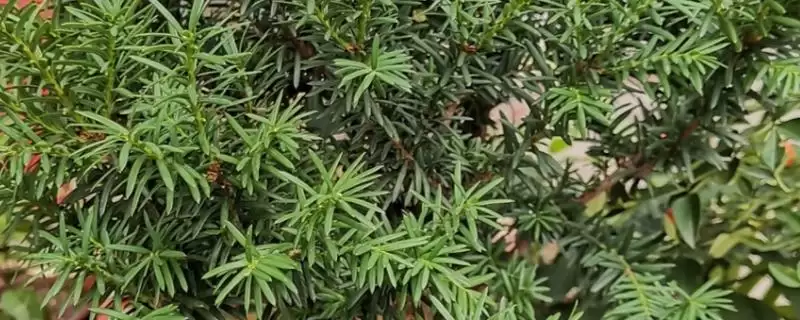 红豆杉叶子发黄干枯是为啥呢,红豆杉叶子发黄干枯因缺水或环境突变等吗-会东网