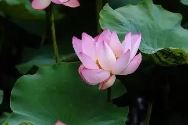 荷花有没有香味能闻到吗,荷花香味一般较浅通常不易闻到吗插图3 荷花有没有香味能闻到吗,荷花香味一般较浅通常不易闻到吗插图3