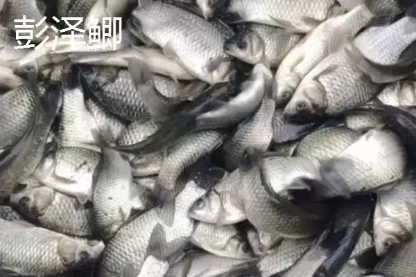 鲫鱼外观特点不同品种有差异,鲫鱼的外观,外观差异体现在哪?插图5 鲫鱼外观特点不同品种有差异,鲫鱼的外观,外观差异体现在哪?插图5