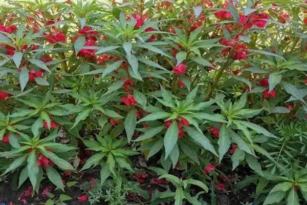 凤仙花花语寓意 ,凤仙花的花语有什么含义和寓插图5 凤仙花花语寓意 ,凤仙花的花语有什么含义和寓插图5