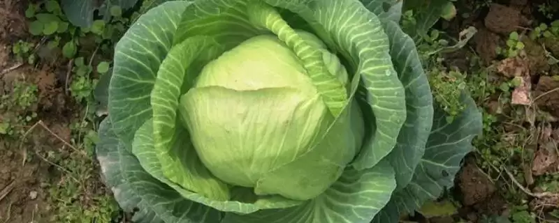 几种菜的区别形状口味颜色异,黄芽菜、白菜、包菜和卷心菜的区别,在哪?插图 几种菜的区别形状口味颜色异,黄芽菜、白菜、包菜和卷心菜的区别,在哪?插图