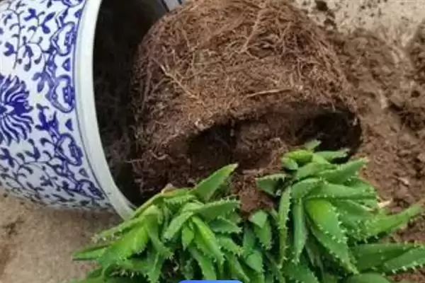 观赏芦荟应该如何培育呢,观赏芦荟每年春季换盆一次是正确的吗插图3 观赏芦荟应该如何培育呢,观赏芦荟每年春季换盆一次是正确的吗插图3