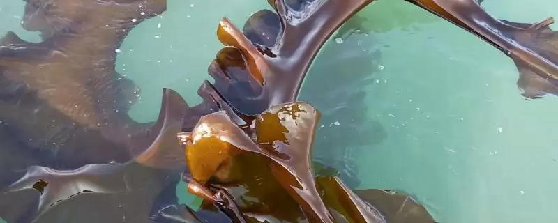 福建海带产地位置 ,福建海带的产地主要在哪些地插图 福建海带产地位置 ,福建海带的产地主要在哪些地插图