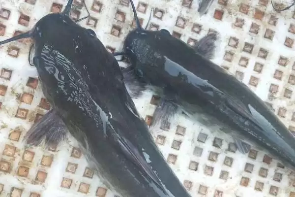 回鱼鱼种问是长吻鮠吗,回鱼是什么鱼,是指这种鱼吗?插图4 回鱼鱼种问是长吻鮠吗,回鱼是什么鱼,是指这种鱼吗?插图4
