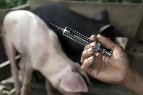公猪饲养管理方法要点 ,公猪的饲养管理有哪些方法插图5 公猪饲养管理方法要点 ,公猪的饲养管理有哪些方法插图5