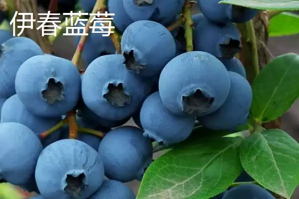 黑龙江的特产主要有哪些呢,黑龙江是“大马哈鱼之乡”还有啥特产呢插图4 黑龙江的特产主要有哪些呢,黑龙江是“大马哈鱼之乡”还有啥特产呢插图4