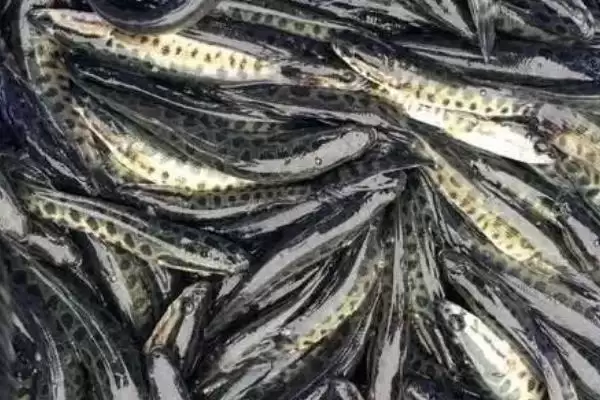 家中养黑鱼问非风水鱼无吉凶,家中养黑鱼是否吉利,真的是这样吗?插图3 家中养黑鱼问非风水鱼无吉凶,家中养黑鱼是否吉利,真的是这样吗?插图3