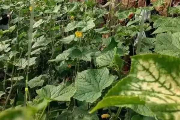 黄瓜霜霉病特效药类 ,黄瓜霜霉病单剂和复配剂如何选插图1 黄瓜霜霉病特效药类 ,黄瓜霜霉病单剂和复配剂如何选插图1
