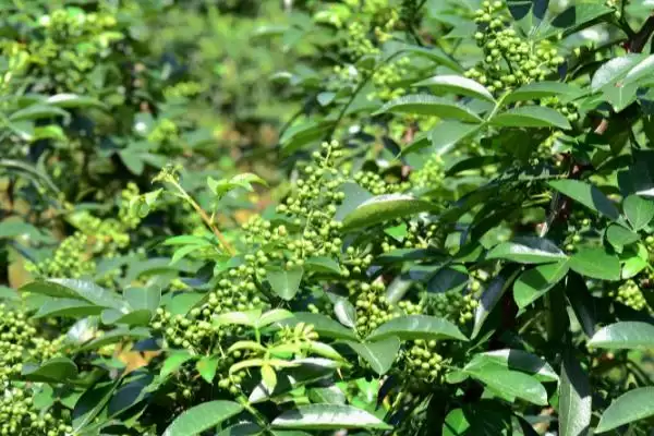 花椒夏季管理夏季修剪2-3次够吗,花椒夏季种植管理技术,修剪次数合理吗?插图1 花椒夏季管理夏季修剪2-3次够吗,花椒夏季种植管理技术,修剪次数合理吗?插图1