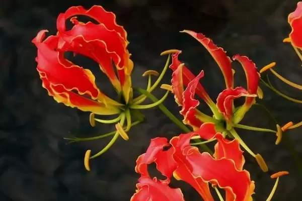 嘉兰花语寓意花语真是荣光,嘉兰的花语,花语含义准确吗?插图2 嘉兰花语寓意花语真是荣光,嘉兰的花语,花语含义准确吗?插图2