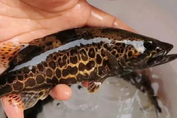 桂鱼是淡水鱼还是海水鱼呢,桂鱼属于淡水鱼这一说法准确吗插图3 桂鱼是淡水鱼还是海水鱼呢,桂鱼属于淡水鱼这一说法准确吗插图3