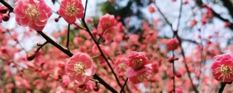 红梅的花期在什么时候呢,红梅花期通常集中在冬春季节吗-会东网