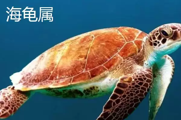 海龟是什么类型的动物呢,海龟是常见的海洋爬行动物这一说法对吗插图6 海龟是什么类型的动物呢,海龟是常见的海洋爬行动物这一说法对吗插图6