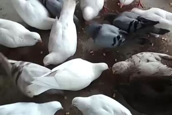 鸽子晚上视力情况问题 ,鸽子在晚上能看见东西吗,能看多插图3 鸽子晚上视力情况问题 ,鸽子在晚上能看见东西吗,能看多插图3