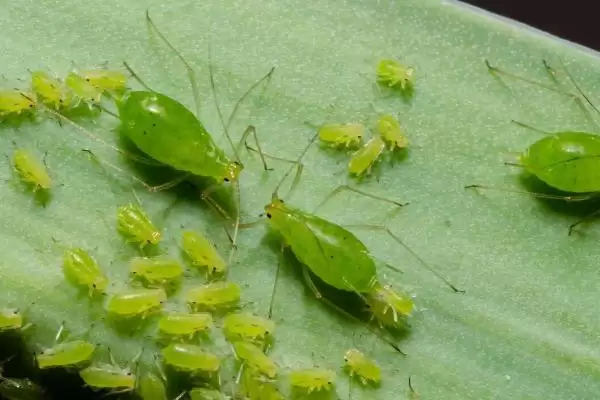 花卉白虫处理法剪受害部喷药有效,花卉出现白色虫子如何处理,方法可行吗?插图3 花卉白虫处理法剪受害部喷药有效,花卉出现白色虫子如何处理,方法可行吗?插图3