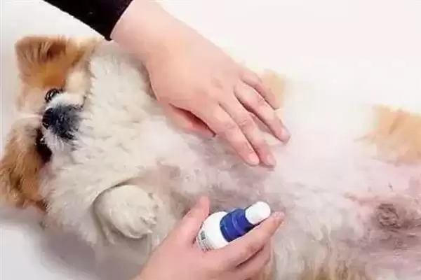 狗狗过敏性皮炎因何而起,狗狗过敏性皮炎由喂食、光照、寄生虫等引起吗插图7 狗狗过敏性皮炎因何而起,狗狗过敏性皮炎由喂食、光照、寄生虫等引起吗插图7
