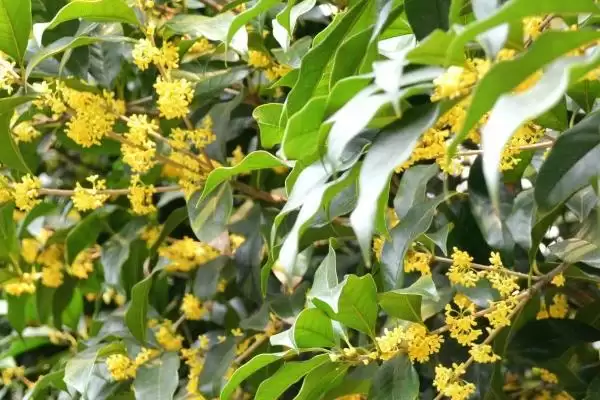 桂花的花语有着什么寓意,桂花花语寓意清新脱俗、学业有成等吗插图2 桂花的花语有着什么寓意,桂花花语寓意清新脱俗、学业有成等吗插图2