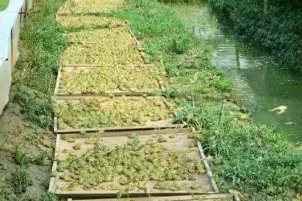 黑斑蛙怎么进行养殖好呢,黑斑蛙先喂鲜活诱饵再过渡到人工饲料养殖吗插图3 黑斑蛙怎么进行养殖好呢,黑斑蛙先喂鲜活诱饵再过渡到人工饲料养殖吗插图3