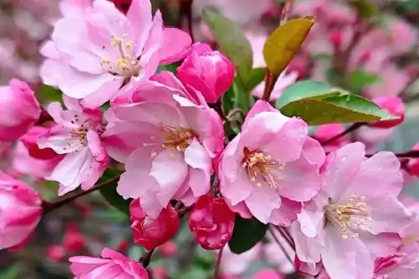 海棠树的开花时间是什么时候,海棠树一般开花时间为4-5月份吗插图5