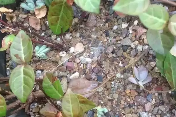 花叶络石养护9-10月追肥磷钾,花叶络石日常养护方法,追肥时间对吗?插图3 花叶络石养护9-10月追肥磷钾,花叶络石日常养护方法,追肥时间对吗?插图3