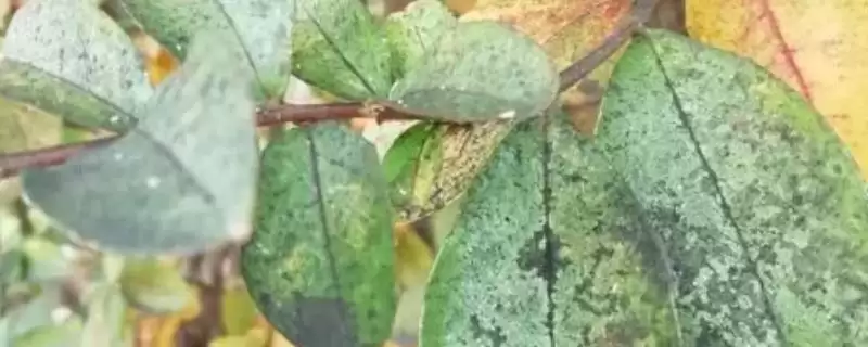 柑橘油斑病用药防治 ,柑橘油斑病该如何用药进行防治插图 柑橘油斑病用药防治 ,柑橘油斑病该如何用药进行防治插图