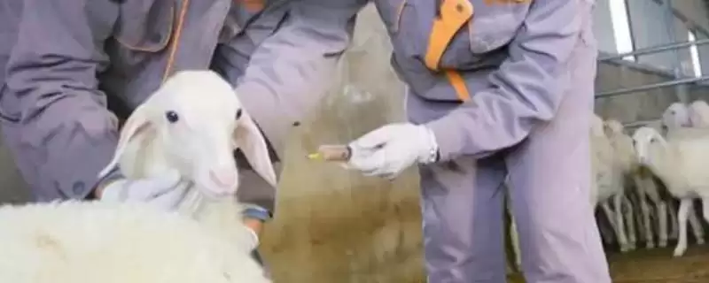 刚产下羊羔疫苗接种 ,刚产下的羊羔要打哪些种类的疫苗插图 刚产下羊羔疫苗接种 ,刚产下的羊羔要打哪些种类的疫苗插图