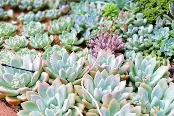 多肉的种植方法步骤,多肉的种植方法有哪些具体的步骤插图3 多肉的种植方法步骤,多肉的种植方法有哪些具体的步骤插图3