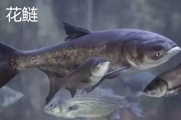 花鲢白鲢价格花鲢真的比白鲢贵,花鲢和白鲢的区别,价格差异为何大?插图1 花鲢白鲢价格花鲢真的比白鲢贵,花鲢和白鲢的区别,价格差异为何大?插图1