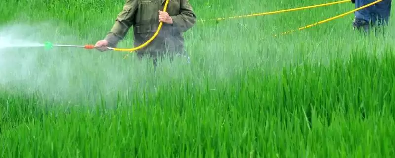 呋虫胺灭杀对象 ,呋虫胺可以防治哪些害虫插图 呋虫胺灭杀对象 ,呋虫胺可以防治哪些害虫插图
