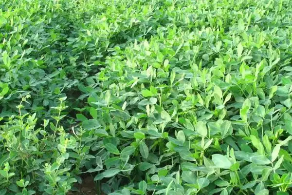 花生种植时间《《7月种要注意啥,花生《《7月份可以种吗,能种但咋管理?插图1 花生种植时间《《7月种要注意啥,花生《《7月份可以种吗,能种但咋管理?插图1