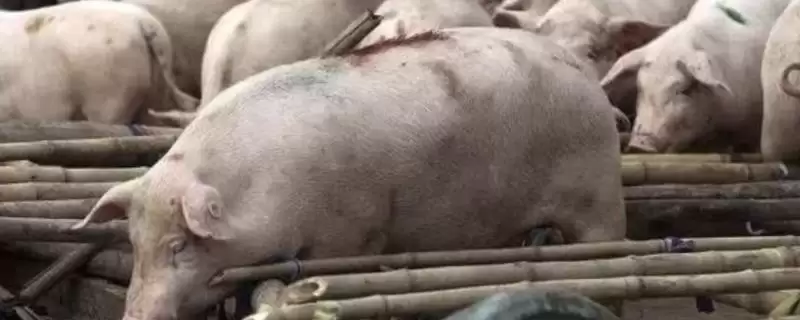非洲猪瘟防控措施,非洲猪瘟应如何进行防控工作插图 非洲猪瘟防控措施,非洲猪瘟应如何进行防控工作插图