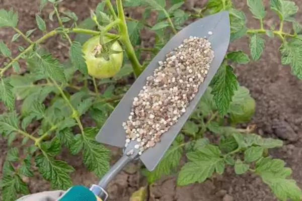 番茄转色不均匀解决,番茄转色不均匀应如何进行解决插图1 番茄转色不均匀解决,番茄转色不均匀应如何进行解决插图1