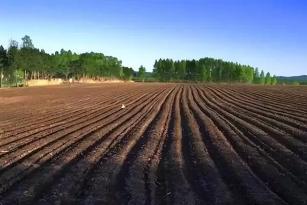 佛手瓜种植方法步骤 ,佛手瓜具体该如何进行种植插图1 佛手瓜种植方法步骤 ,佛手瓜具体该如何进行种植插图1