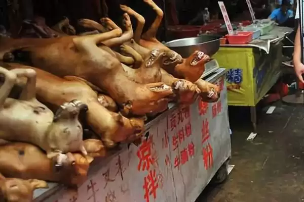 狗肉节是个怎样的节日,狗肉节就是吃狗肉的节日吗插图1 狗肉节是个怎样的节日,狗肉节就是吃狗肉的节日吗插图1