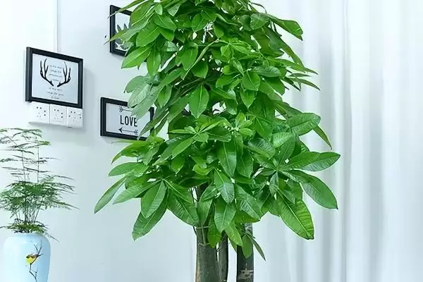 冬天发财树的养殖管理,冬天怎么养发财树要移到室内吗插图2 冬天发财树的养殖管理,冬天怎么养发财树要移到室内吗插图2