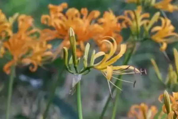 忽地笑的花语是什么意思呢,忽地笑花语是死亡的爱、爱的痛苦是这样吗插图3 忽地笑的花语是什么意思呢,忽地笑花语是死亡的爱、爱的痛苦是这样吗插图3