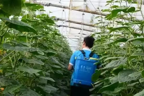 黄瓜叶片出现白斑原因 ,冷风、温度、农药如何致黄瓜叶片白斑插图7 黄瓜叶片出现白斑原因 ,冷风、温度、农药如何致黄瓜叶片白斑插图7