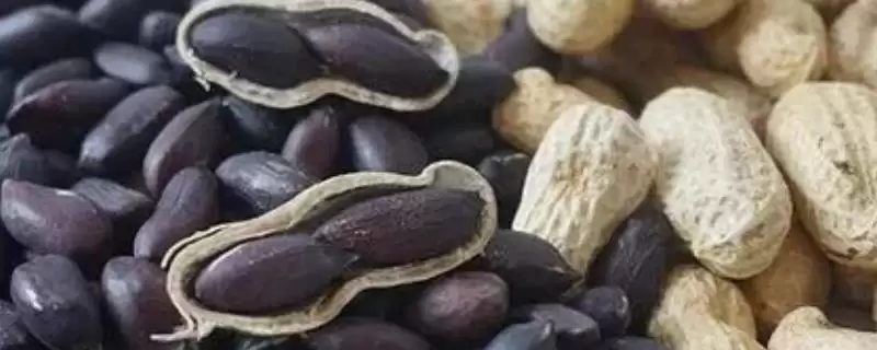 黑花生的产地主要在哪里呢,黑花生主要生产地在我国北方地区吗-会东网