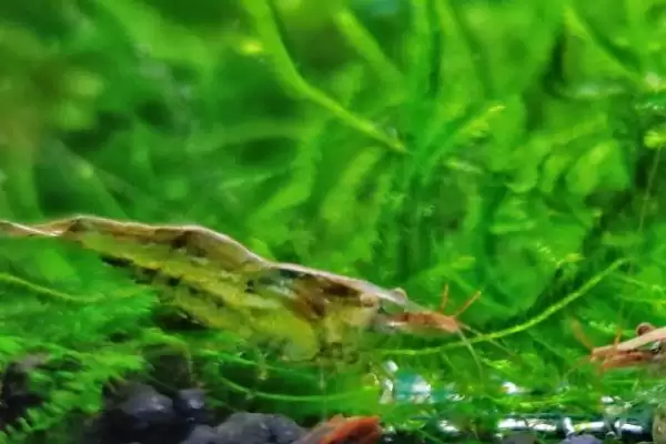黑壳虾能长到多大的尺寸,黑壳虾可以长到2-3cm的长度吗插图3 黑壳虾能长到多大的尺寸,黑壳虾可以长到2-3cm的长度吗插图3