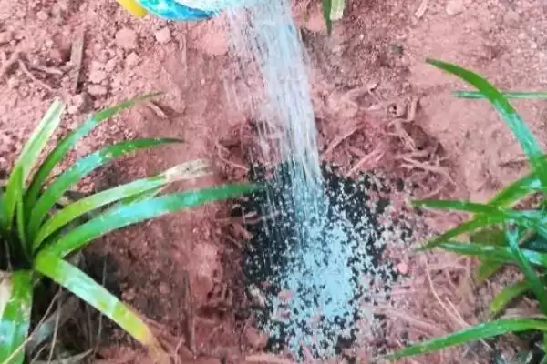 复合肥地表挥发时间 ,复合肥撒在地表多久会挥发掉插图2 复合肥地表挥发时间 ,复合肥撒在地表多久会挥发掉插图2