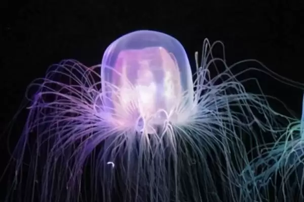 海蜇有没有毒性存在呢,海蜇部分品种毒性超强甚至可致命吗插图3 海蜇有没有毒性存在呢,海蜇部分品种毒性超强甚至可致命吗插图3