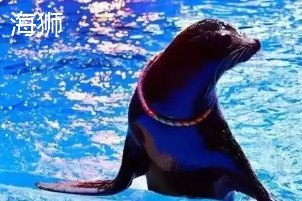 海狮是什么类型的动物呢,海狮是一种水生哺乳动物这一表述对吗插图3 海狮是什么类型的动物呢,海狮是一种水生哺乳动物这一表述对吗插图3