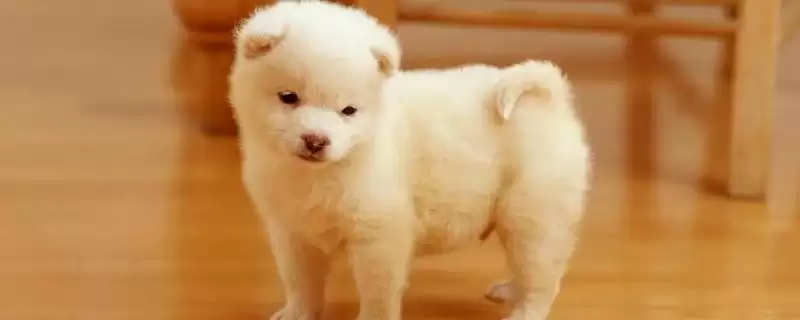 感染犬瘟热疾病类型 ,感染犬瘟热有哪几类疾病类型插图 感染犬瘟热疾病类型 ,感染犬瘟热有哪几类疾病类型插图