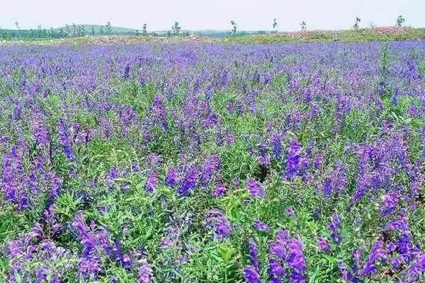 黄芩种子价格因品种质量而异,黄芩种子的价格,价格差异因素是?插图2 黄芩种子价格因品种质量而异,黄芩种子的价格,价格差异因素是?插图2