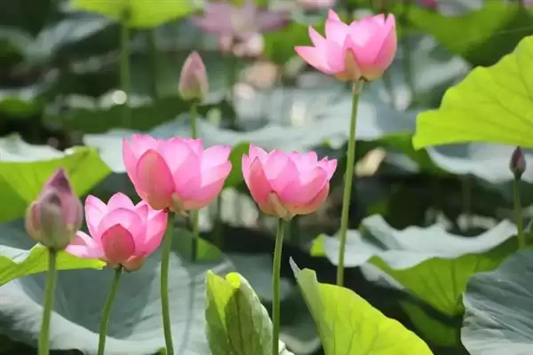 荷花生长要经历哪些阶段呢,荷花生长分萌芽期等6个主要阶段吗插图6 荷花生长要经历哪些阶段呢,荷花生长分萌芽期等6个主要阶段吗插图6