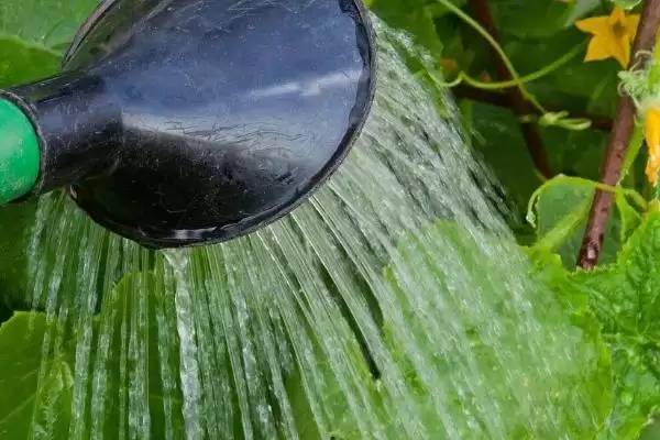 黄瓜正确浇水方法策略 ,黄瓜不同生长阶段怎样正确浇水插图1 黄瓜正确浇水方法策略 ,黄瓜不同生长阶段怎样正确浇水插图1