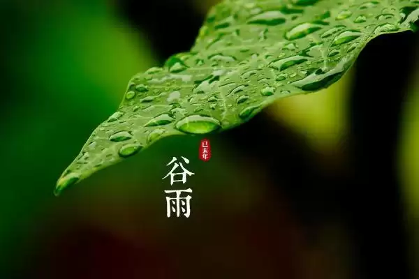 谷雨节气的来源是什么,谷雨节气因天上降雨谷物生长而得名吗插图1