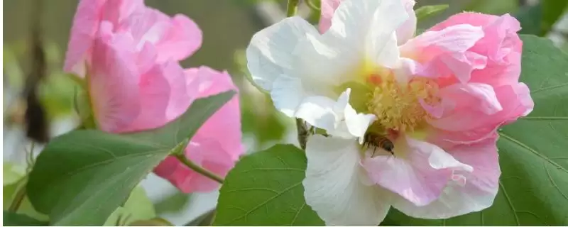 芙蓉花花语含义 ,芙蓉花的花语具有什么意义和内-会东网