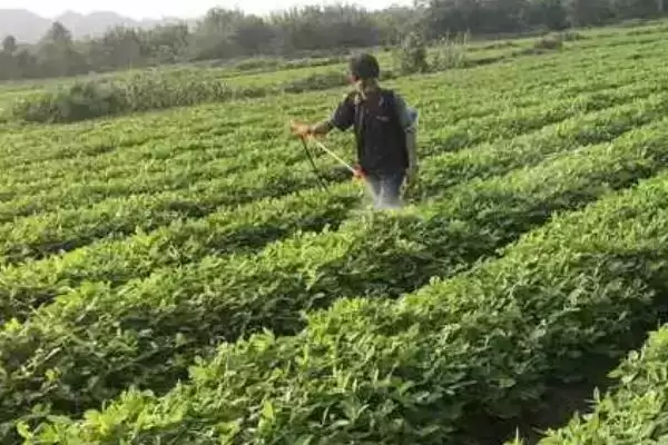花生病虫害防治中后期咋防不同病害,花生中后期病虫害如何防治,方法有效?插图3 花生病虫害防治中后期咋防不同病害,花生中后期病虫害如何防治,方法有效?插图3