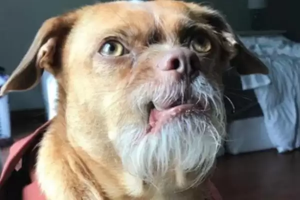 狗长出白胡须代表着什么,狗长白胡须因年龄大、缺营养或品种影响吗插图1 狗长出白胡须代表着什么,狗长白胡须因年龄大、缺营养或品种影响吗插图1